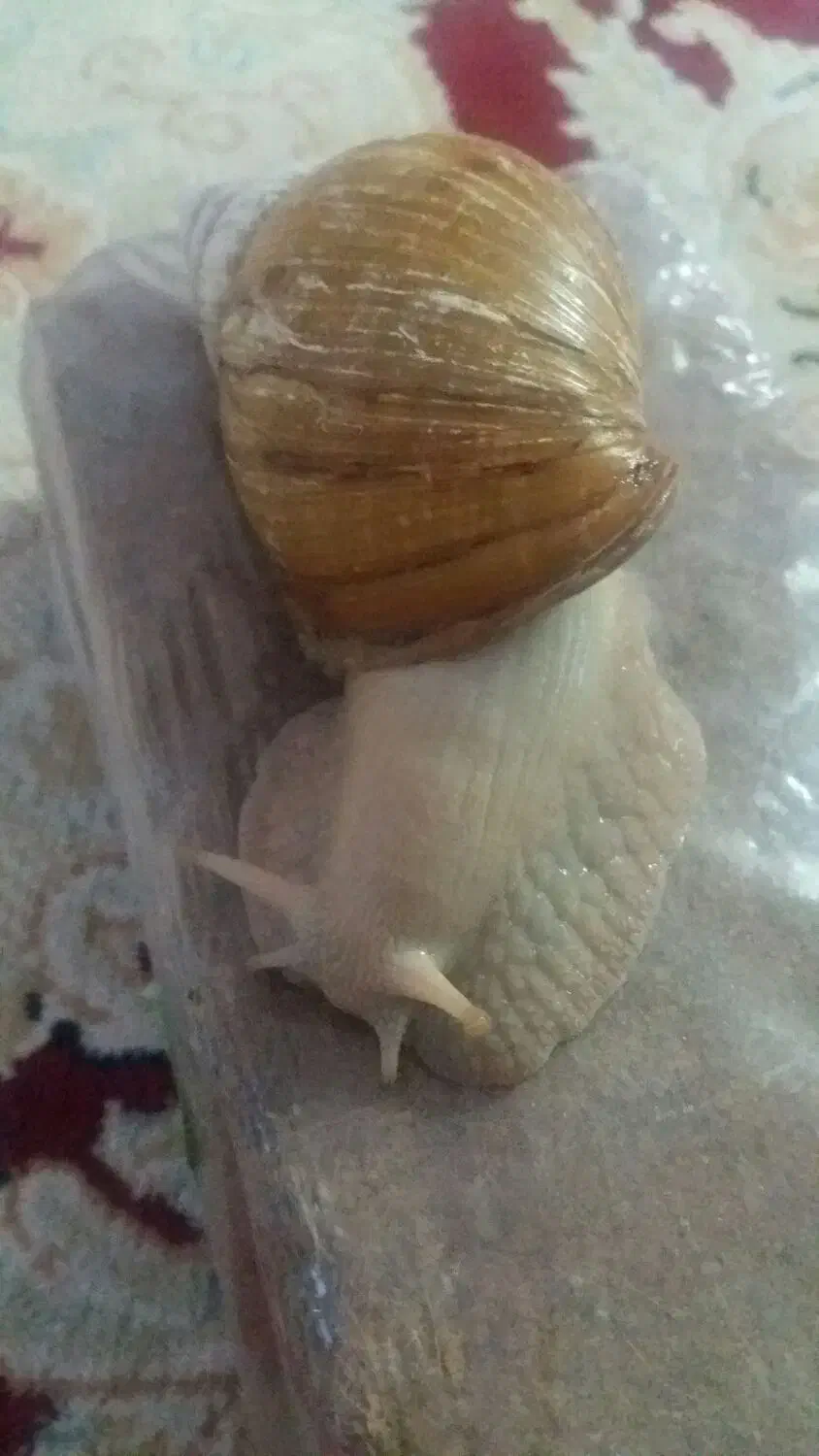 حلزون|لوازم جانبی حیوانات|زرند, |دیوار