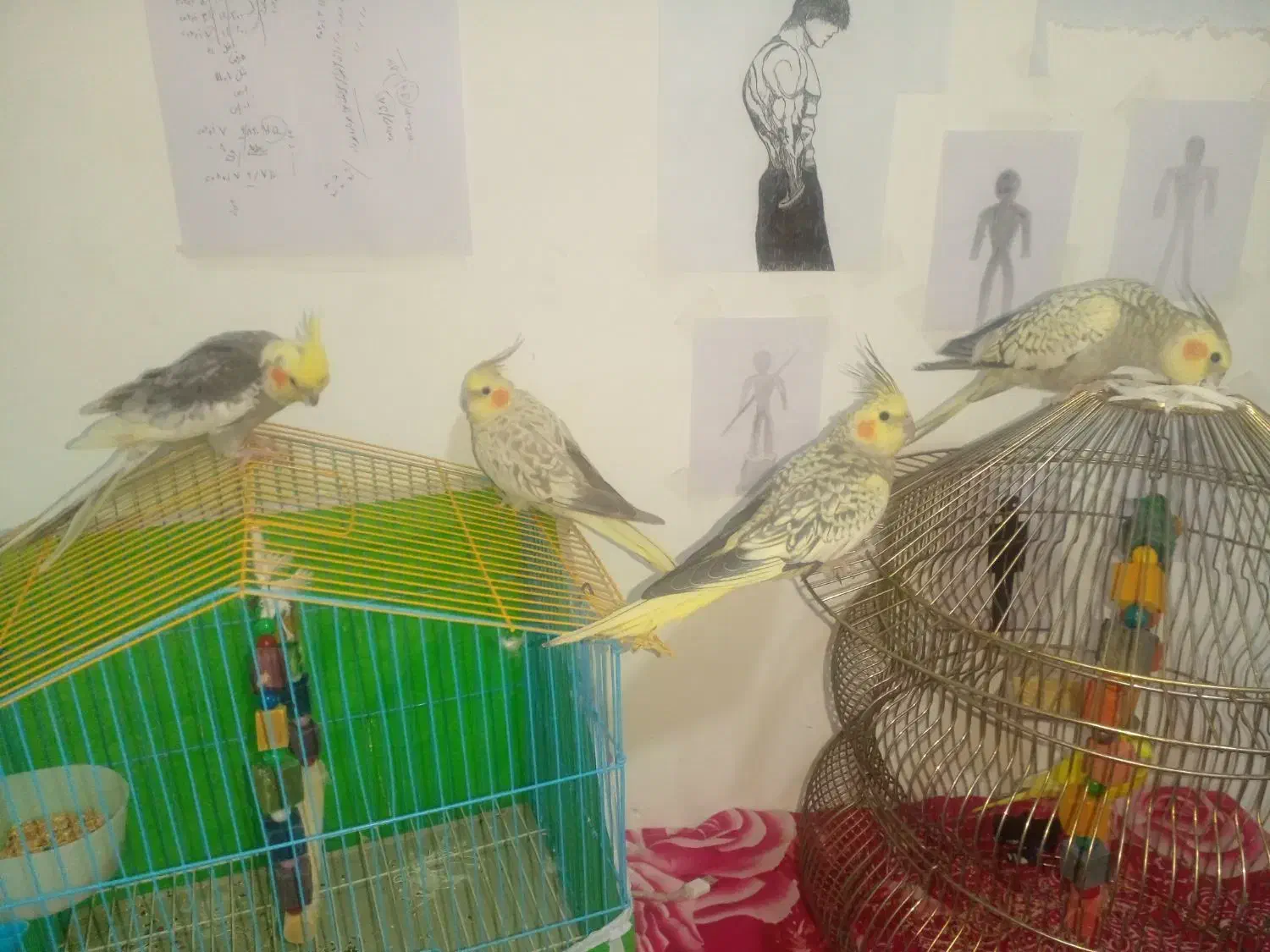 فروش عروس هلندی ، فنچ، مرغ عشق|پرنده|ابهر, |دیوار