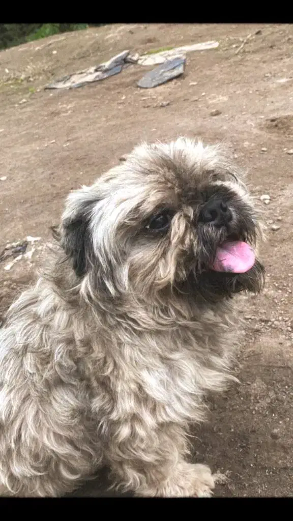 گمشده|سگ|آستانه اشرفیه, |دیوار