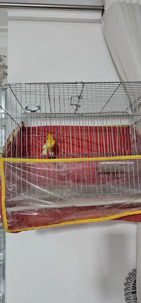 جفت قناری|پرنده|شیراز, کوشک میدان|دیوار