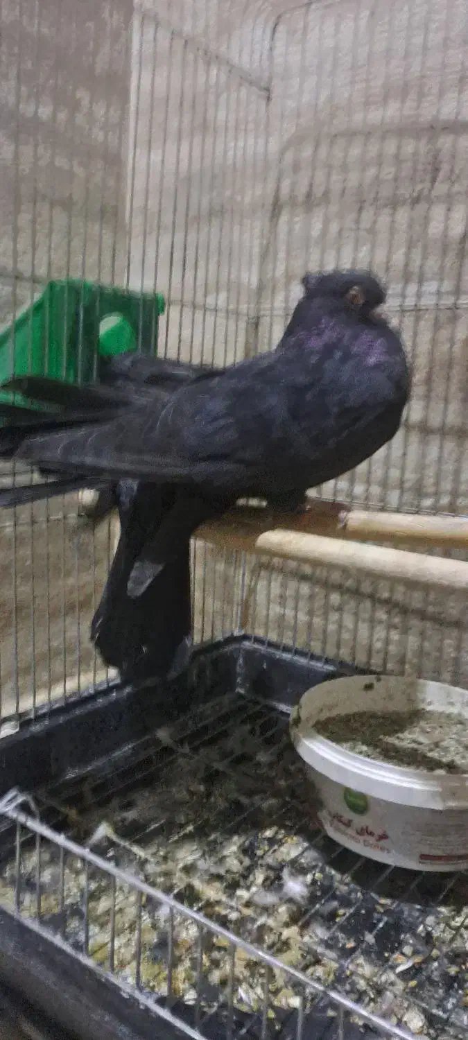 کبوتر زاغ صرب|پرنده|قدس, شهرک دانش|دیوار