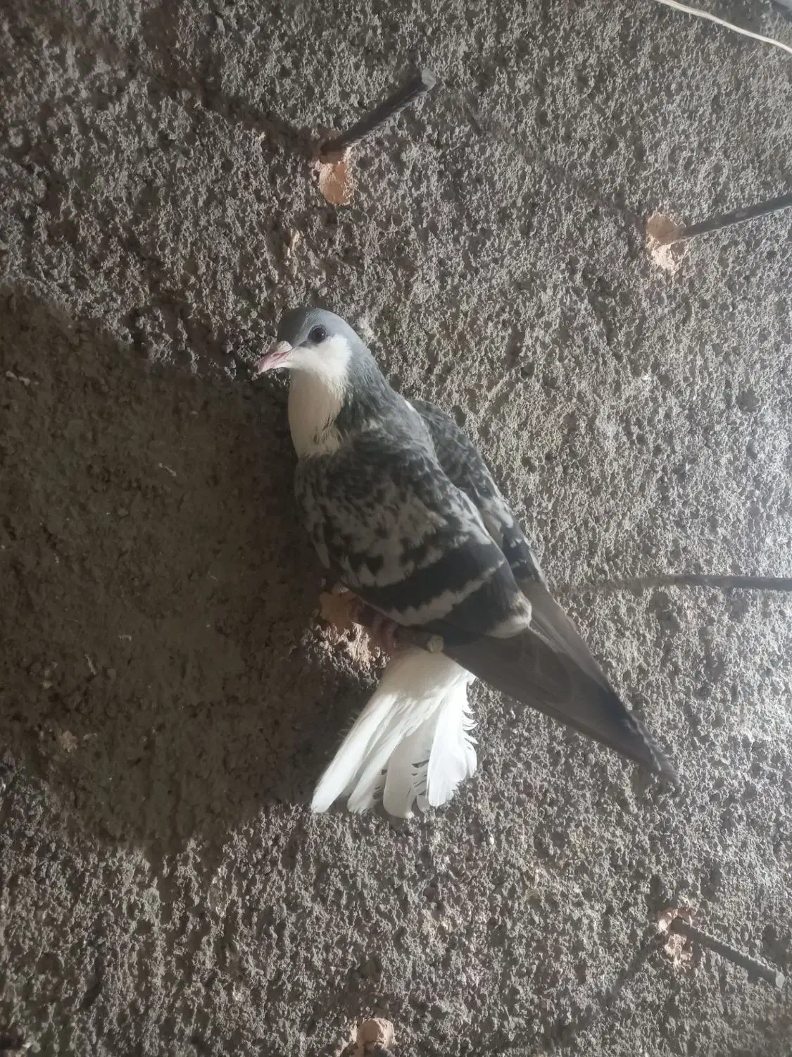 گرفتنی|پرنده|سبزوار, شهرک ابوذر|دیوار