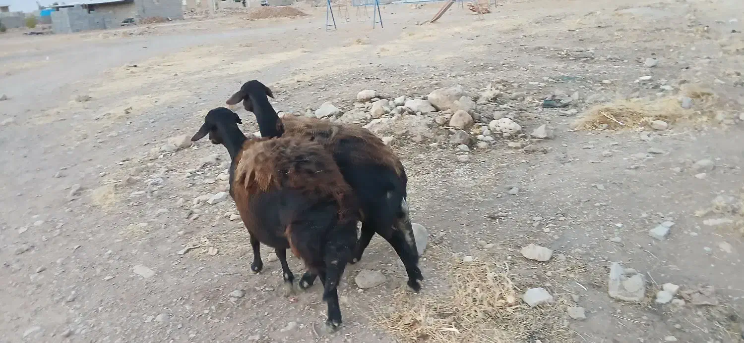 فروش دو راس میش قزل افشار|حیوانات مزرعه|سده (فارس), |دیوار