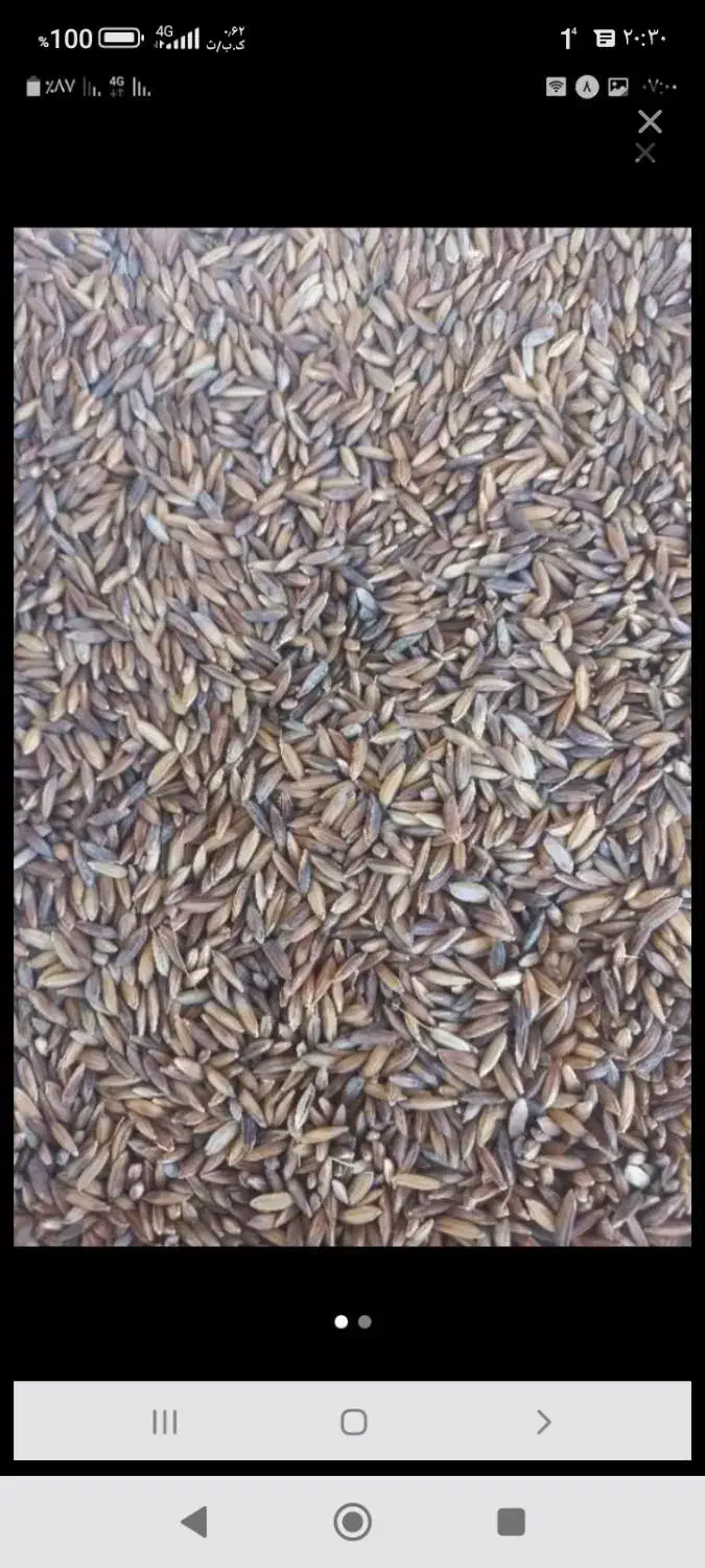 اشتری شلب|خوردنی و آشامیدنی|اهواز, کمپلو شمالی|دیوار