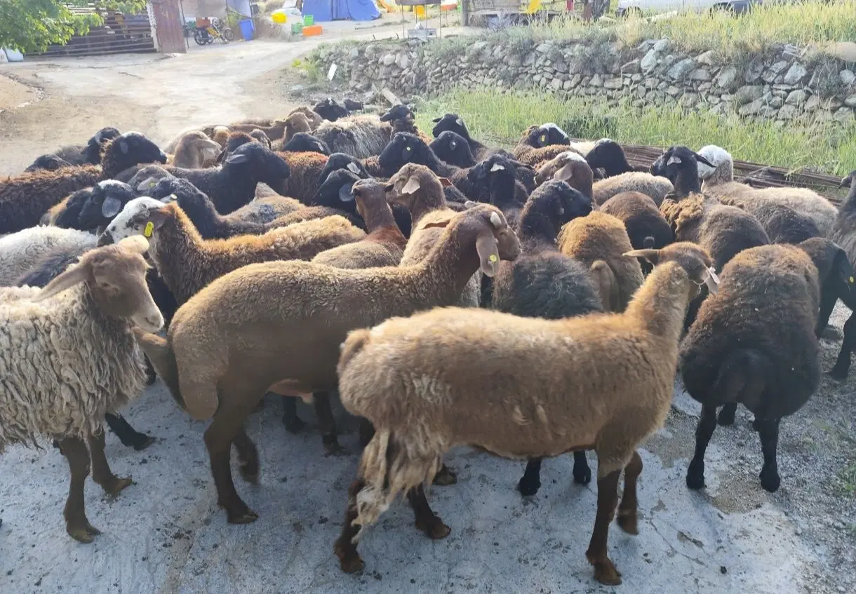 &گوسفند بره پروار زنده درطهران بدونه تعطیلی درمحل|حیوانات مزرعه|تهران, مهران (سیدخندان)|دیوار