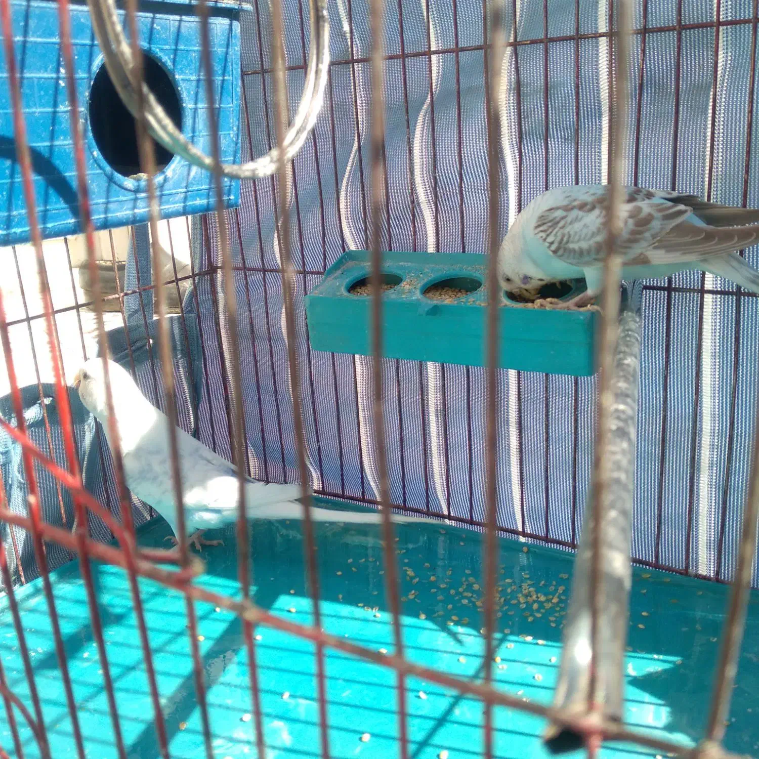 مرغ‌عشق|پرنده|شیراز, شهرک مدرس|دیوار