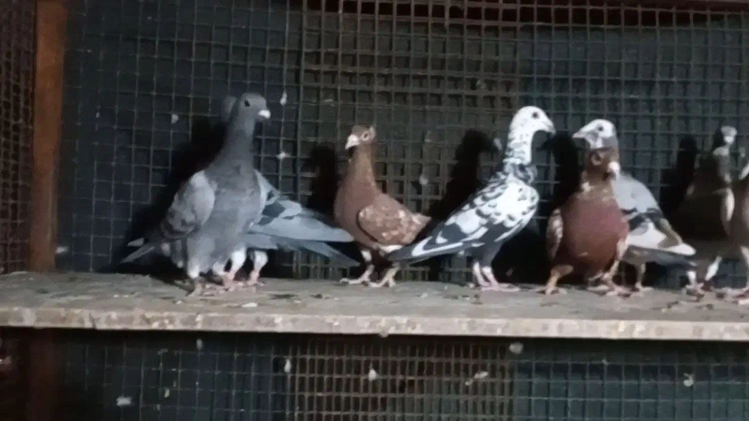 پلاکی و رنگی|پرنده|شیراز, شهرک گلستان شمالی|دیوار