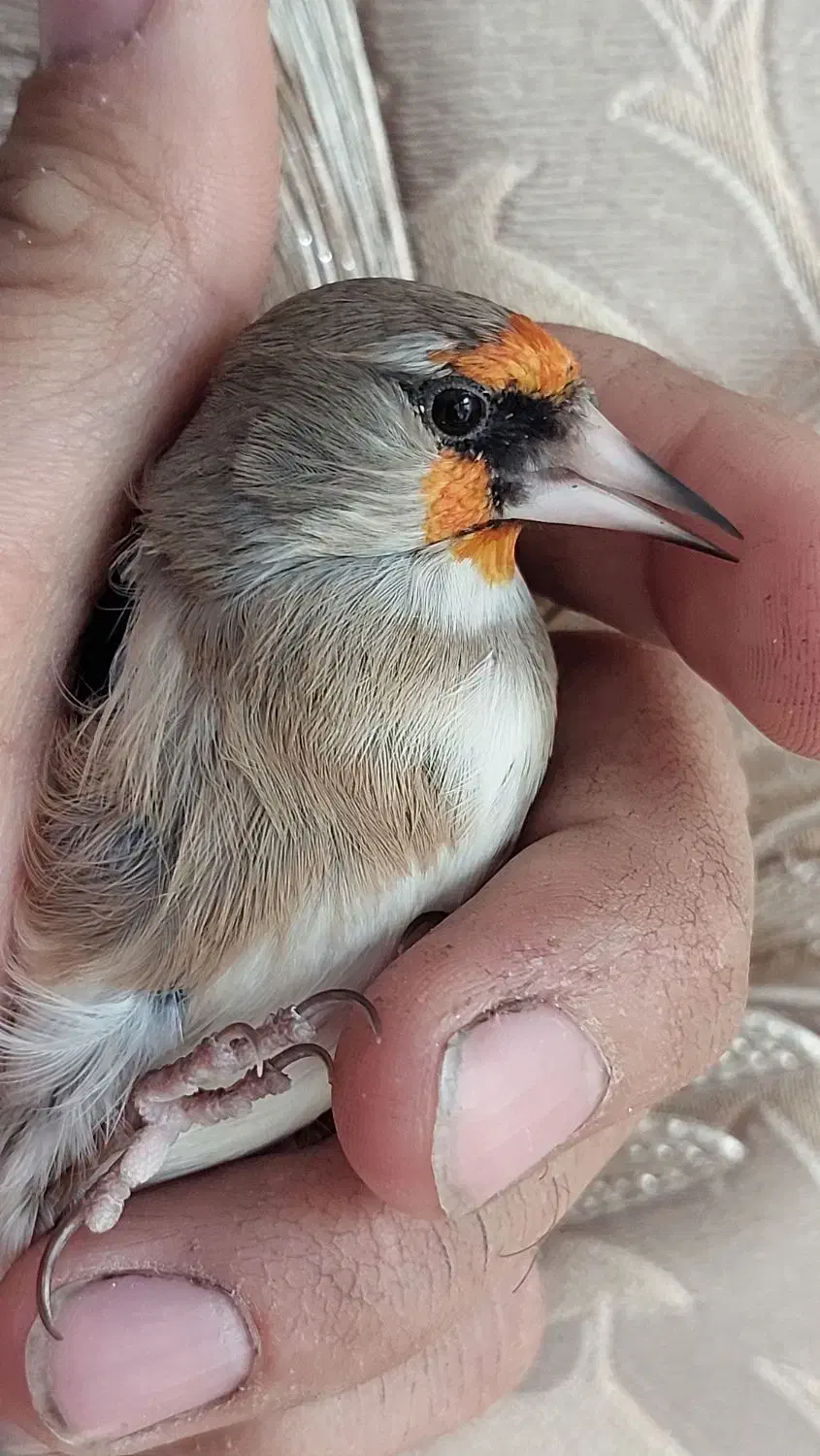 سهره|پرنده|ابریشم, |دیوار