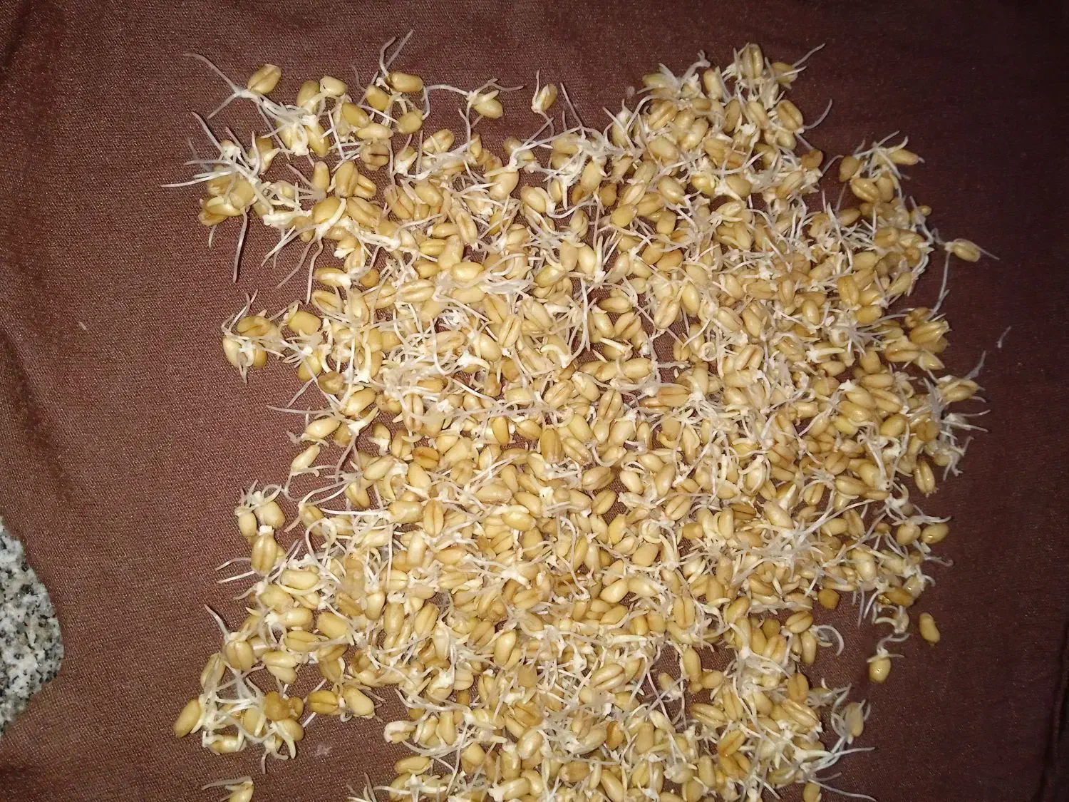گندم حنطا بذری اوج بوجاری شده|گل و گیاه طبیعی|سوسنگرد, |دیوار
