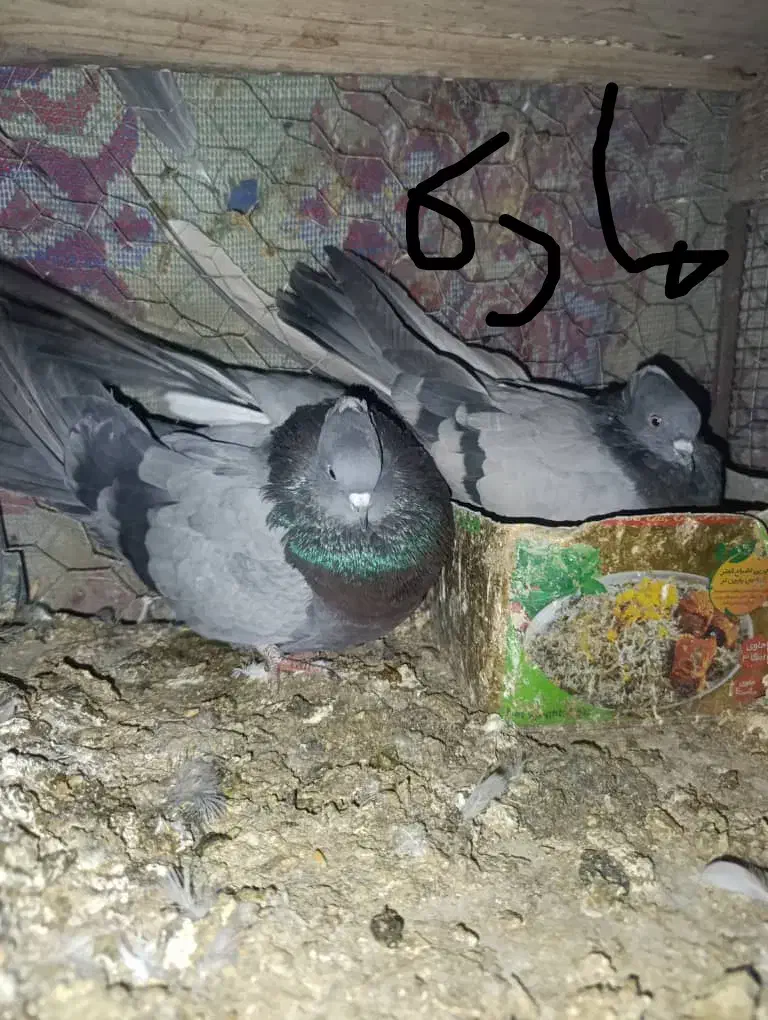 نرماده سبرملقی کلاهی استوره|پرنده|بم, |دیوار