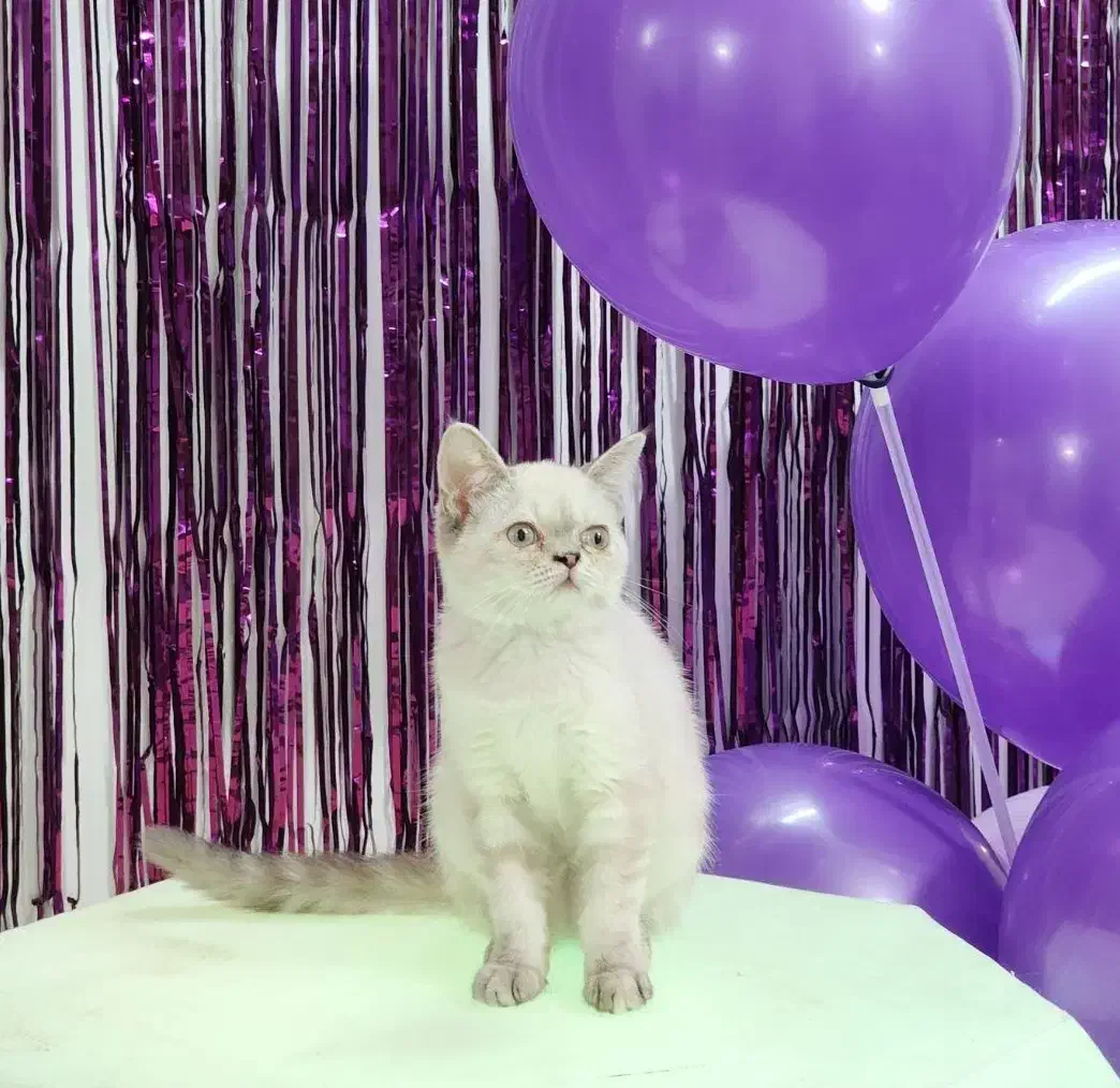 گربه میکس پرشین اسکاتیش|گربه|نیشابور, شهرک پردیس|دیوار