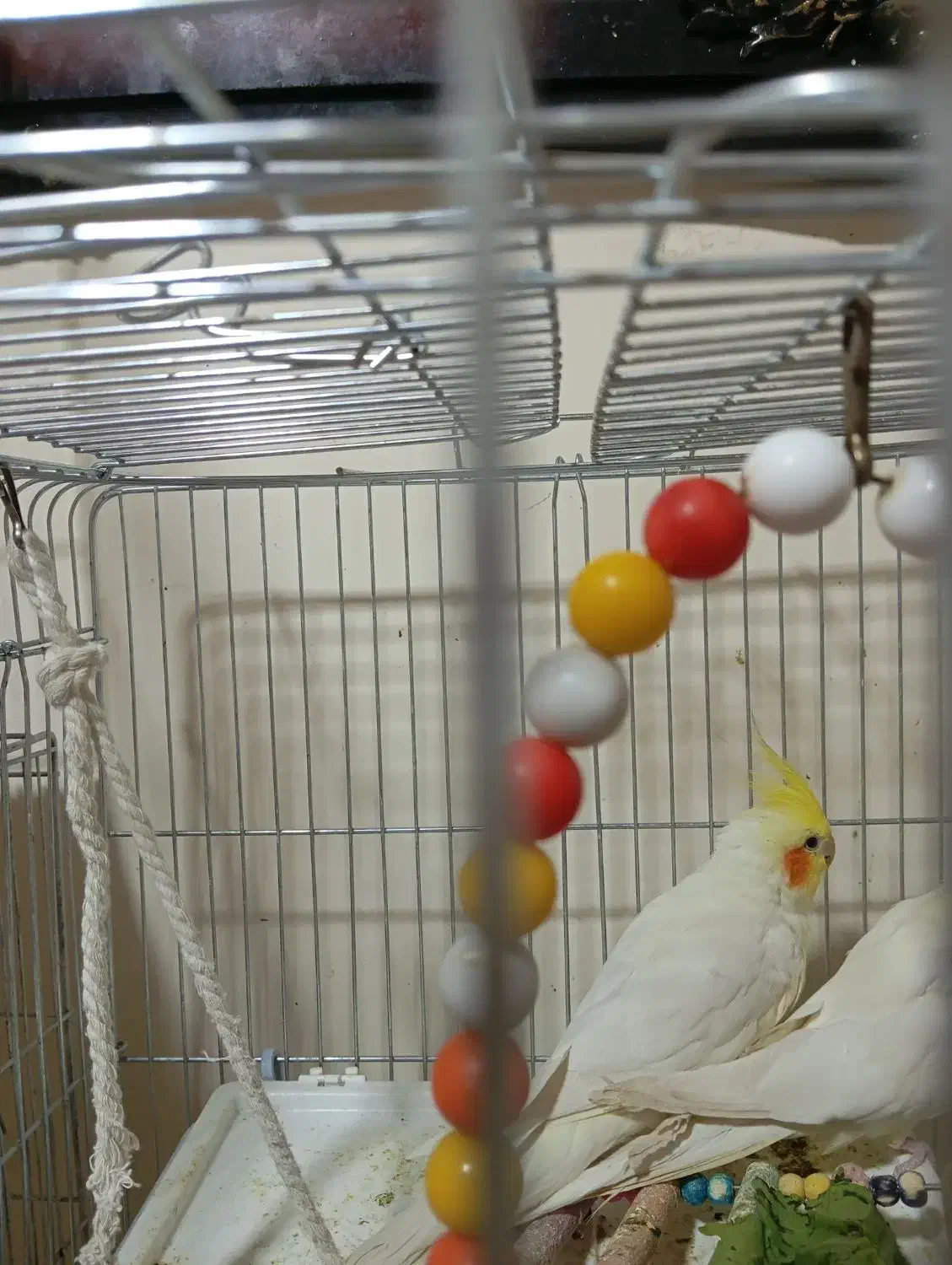 عروس هلندی نر|پرنده|شیراز, جانبازان|دیوار