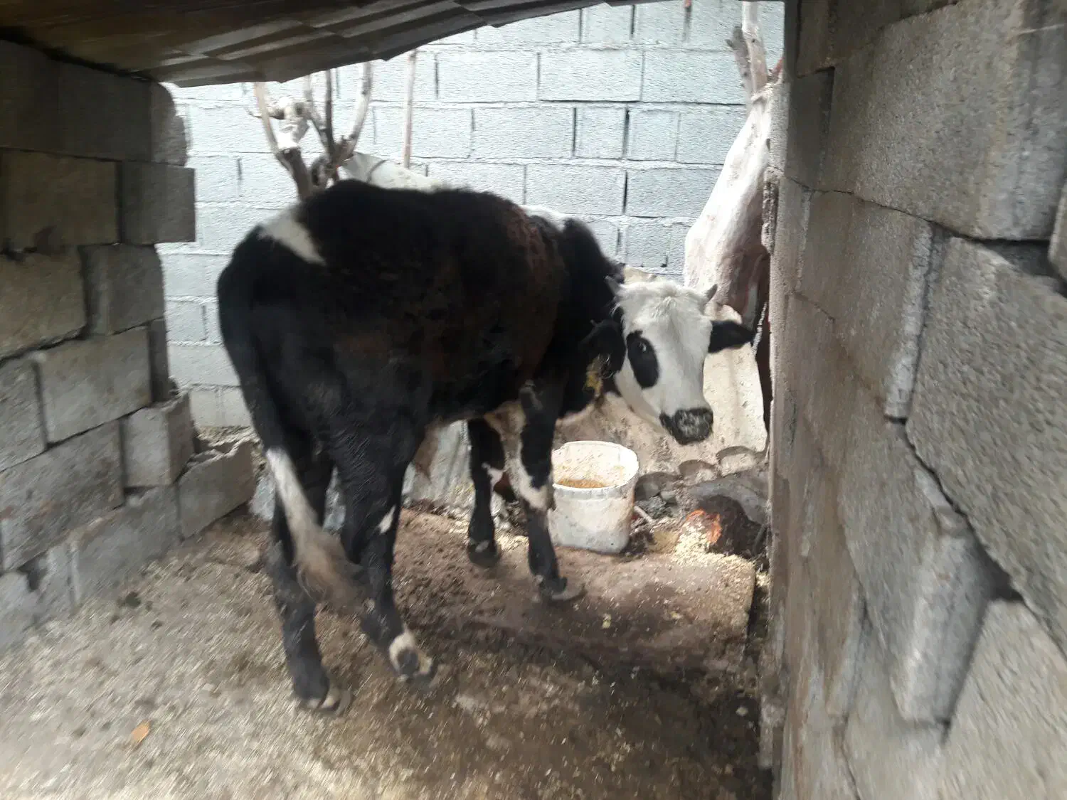 گاومحلی به همرا گوساله دورگ|حیوانات مزرعه|تنکابن, |دیوار