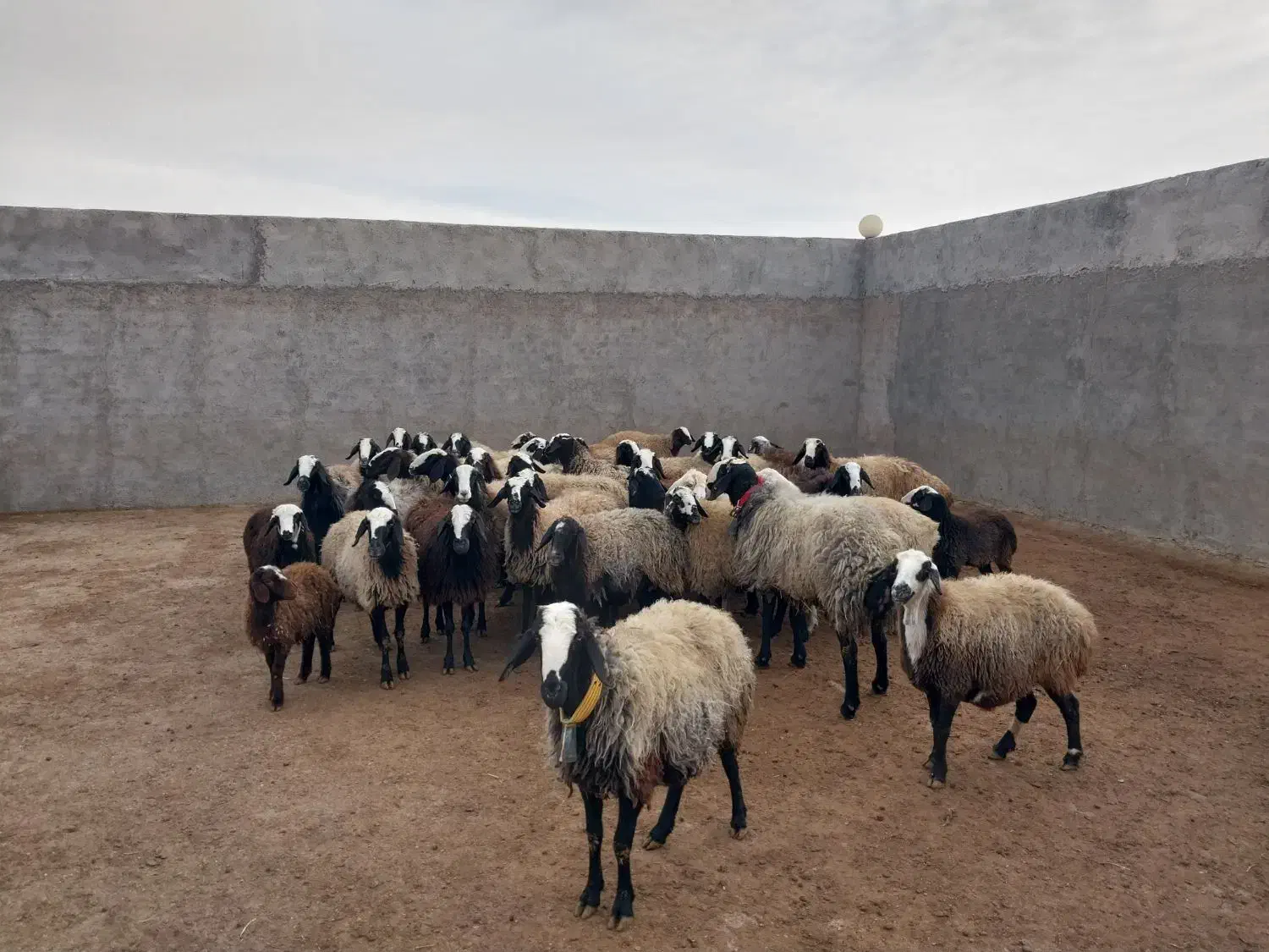 میش اصیل شال|حیوانات مزرعه|اسفرورین, |دیوار