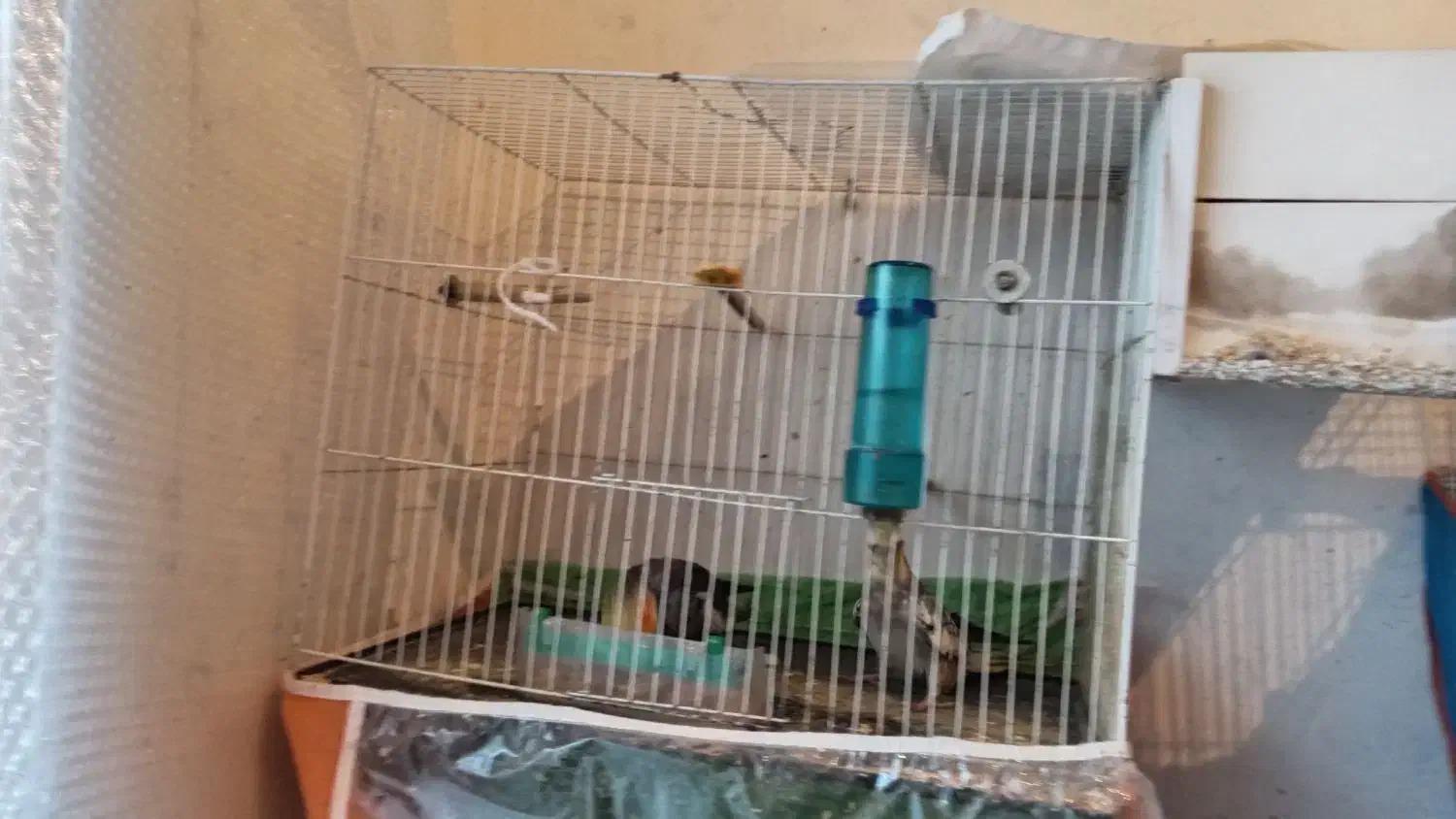 جفت عروس هلندی نر سیامون، ماده، گل باقالی|پرنده|قوچان, |دیوار