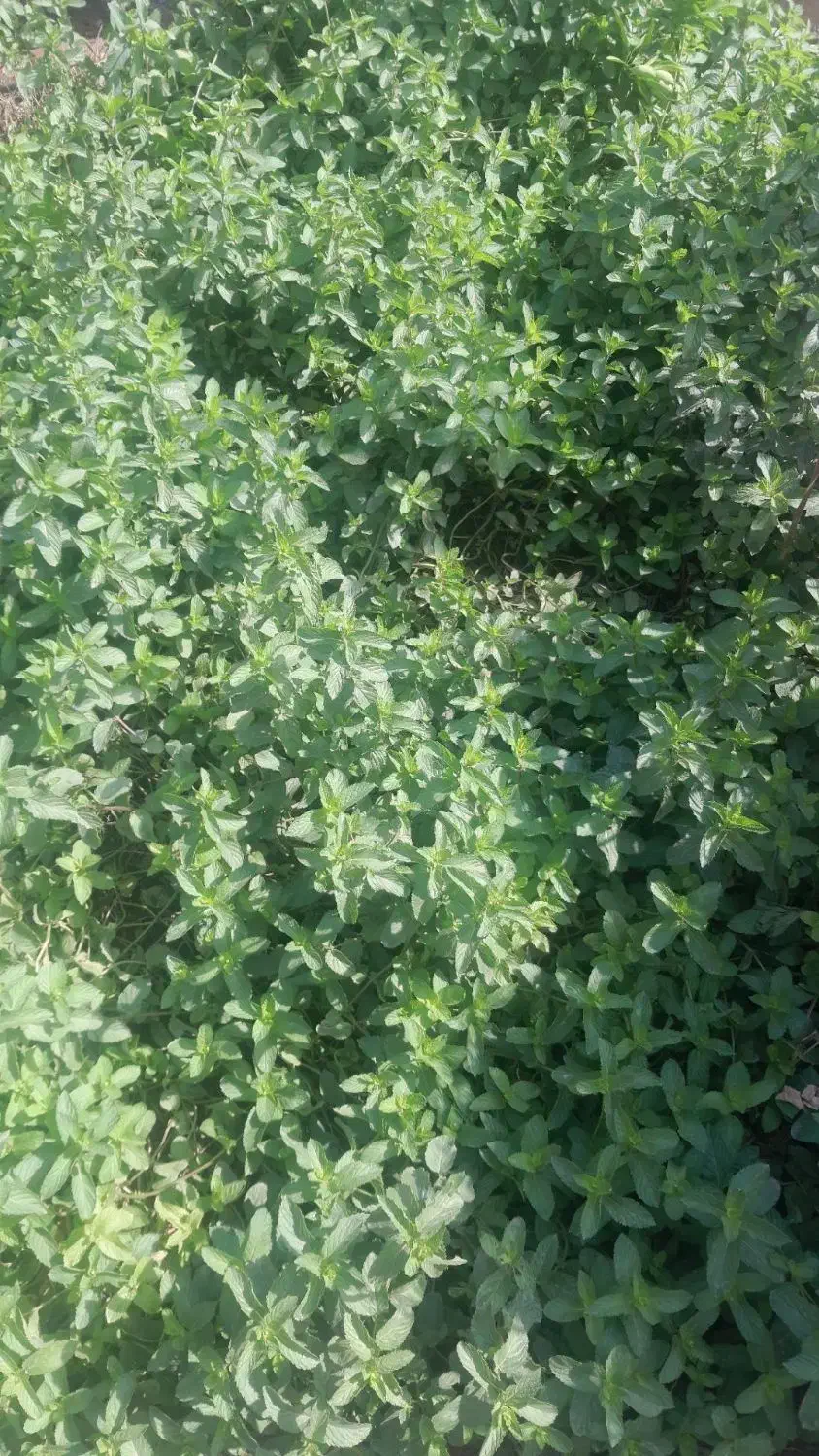 توجه عرق نعنا|حراج|جیرفت, |دیوار