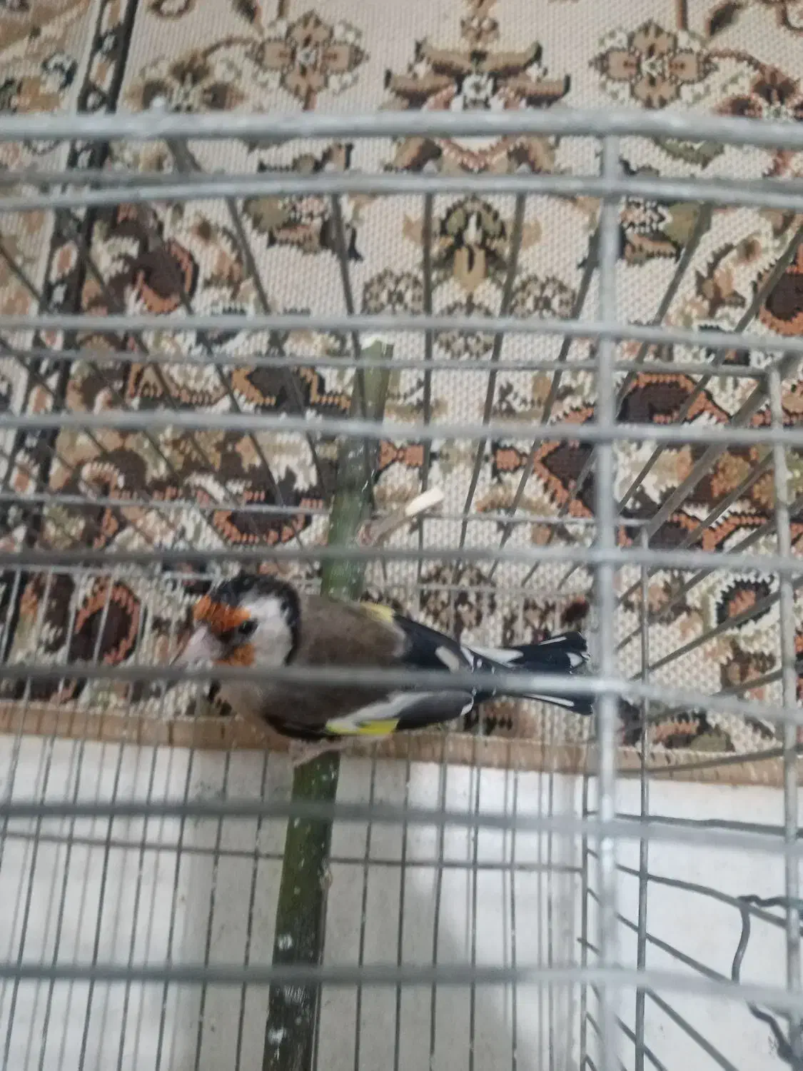 ماده سیره 3ساله جفتی|پرنده|کرمانشاه, |دیوار