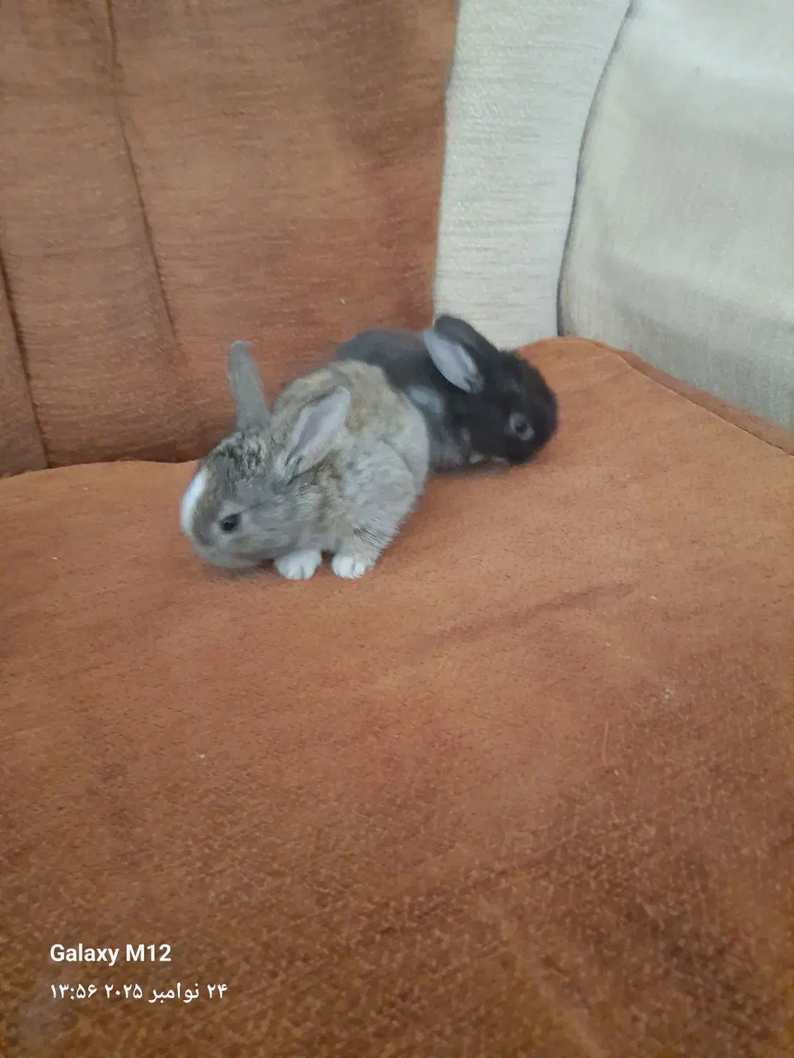 بچه خرگوش اهلی خونگی 6عدد|موش و خرگوش|بیرجند, |دیوار