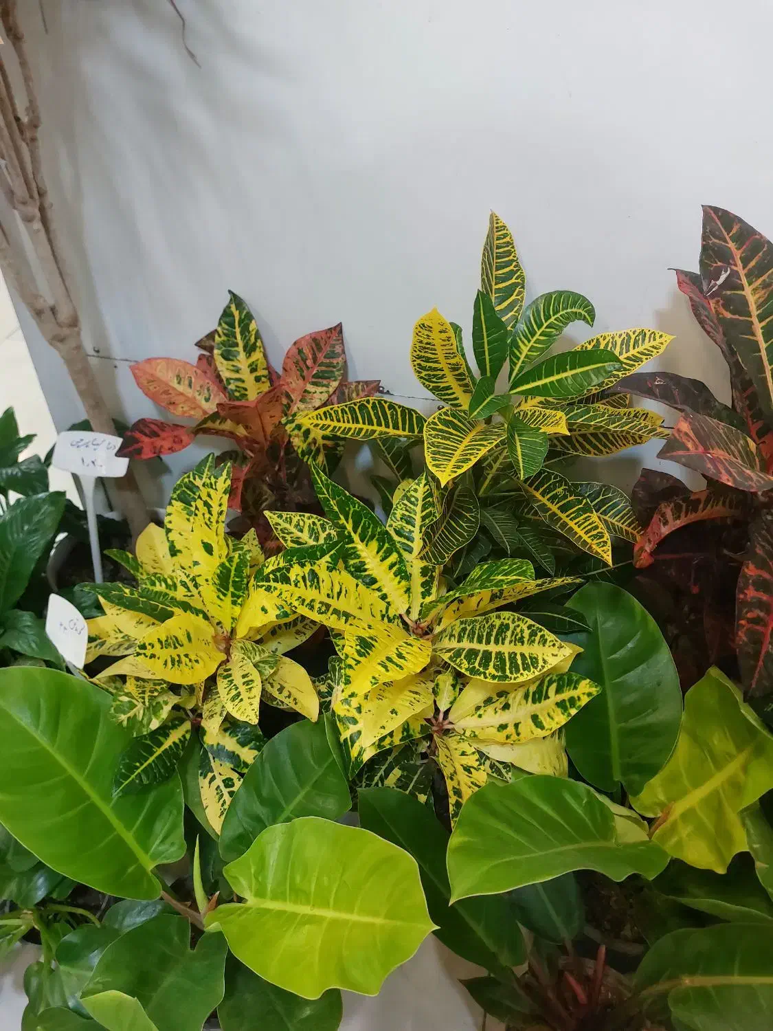 زاموفیلیا سوپر بلک سایز بزرگ|گل و گیاه طبیعی|اصفهان, سپاهانشهر|دیوار