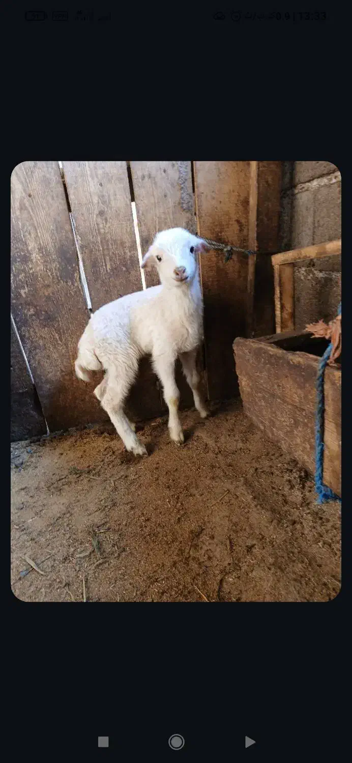 بره نر|حیوانات مزرعه|چابکسر, |دیوار