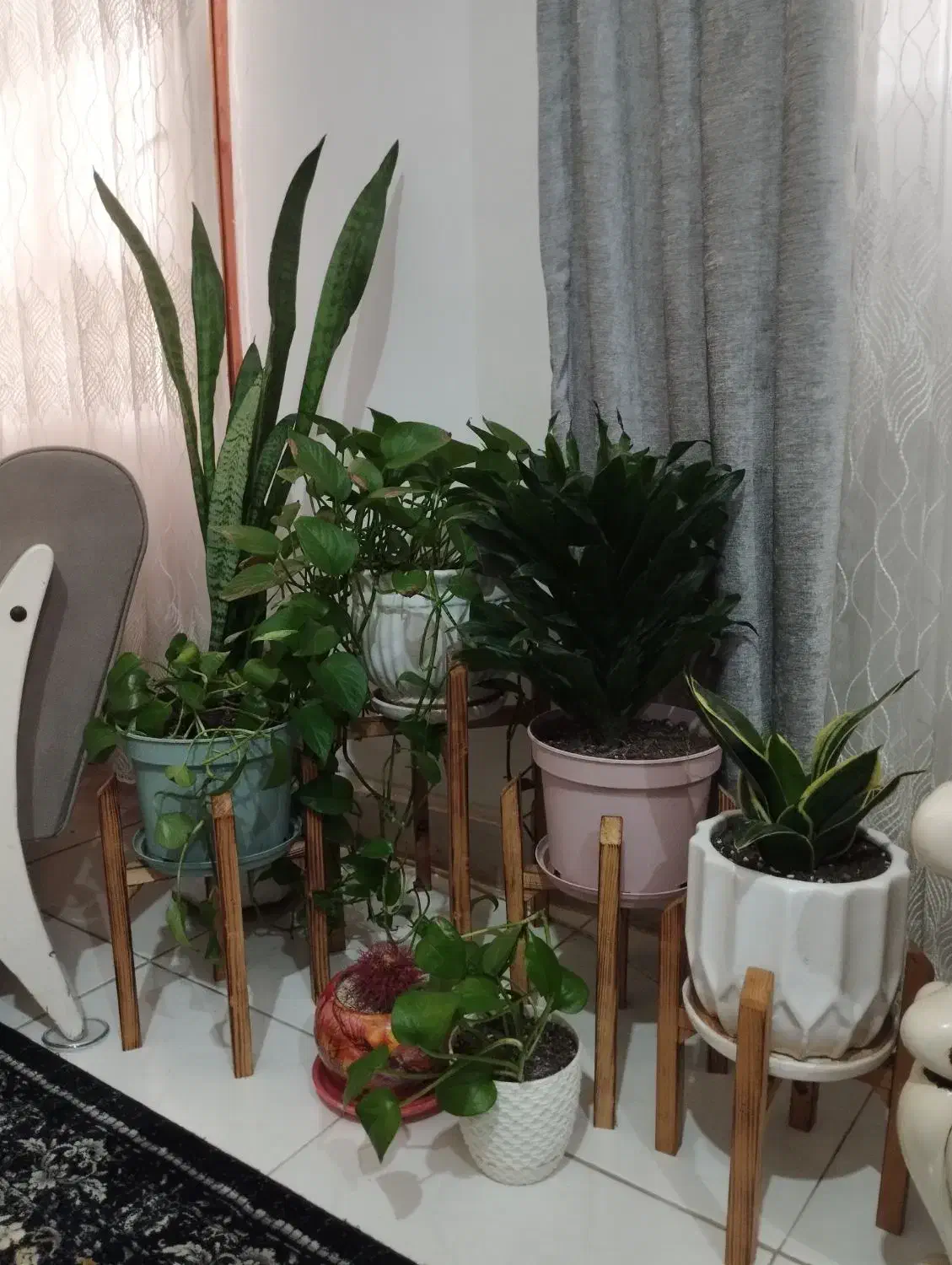 گل ها با گلدان و پایه های چوبی|گل و گیاه طبیعی|رشت, حمیدیان|دیوار