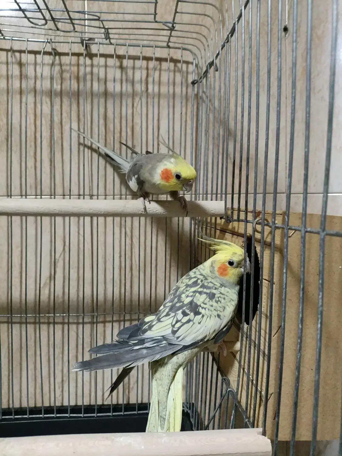 عروس هلندی جفت .با قفس بزرگ|پرنده|اندیشه, شهرک المهدی|دیوار