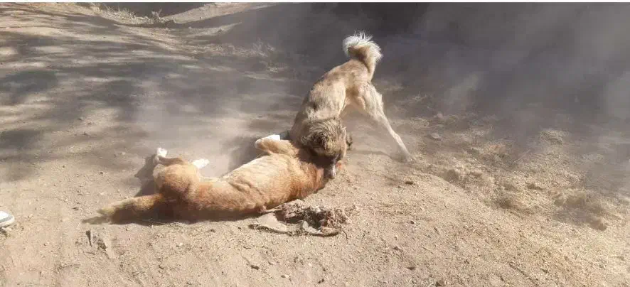 واگذاری سگ|سگ|نصر آباد, |دیوار