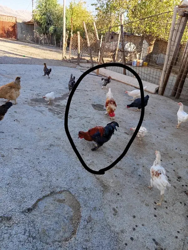 2عدد|حیوانات مزرعه|سرپل ذهاب, |دیوار