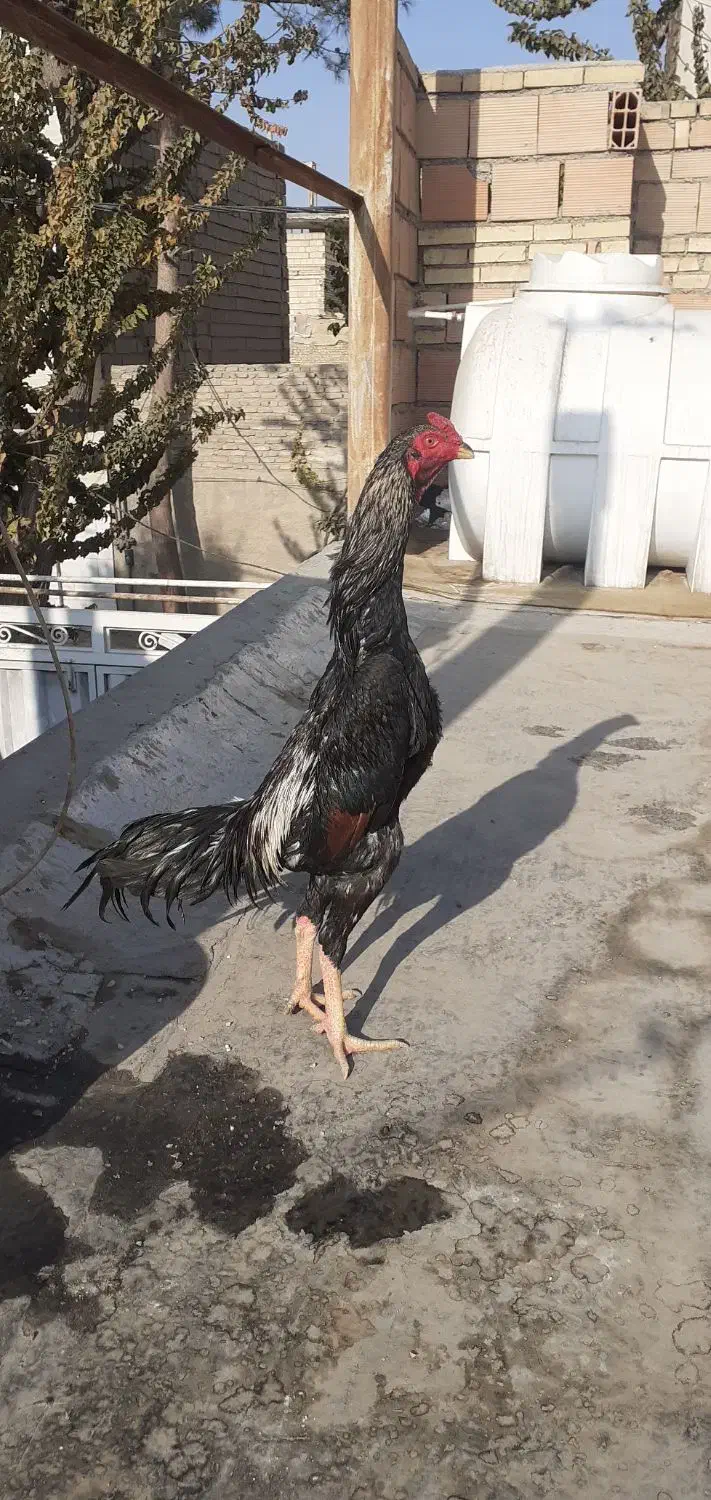 خروس‌اوشامو‌‌|حیوانات مزرعه|پیشوا, |دیوار