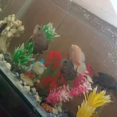 صخره مرجانی آکواریوم|ماهی|اسدآباد, |دیوار