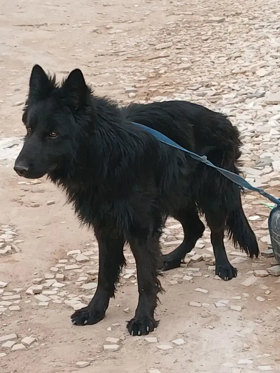 سگ ژرمن بلک|سگ|یزد, |دیوار