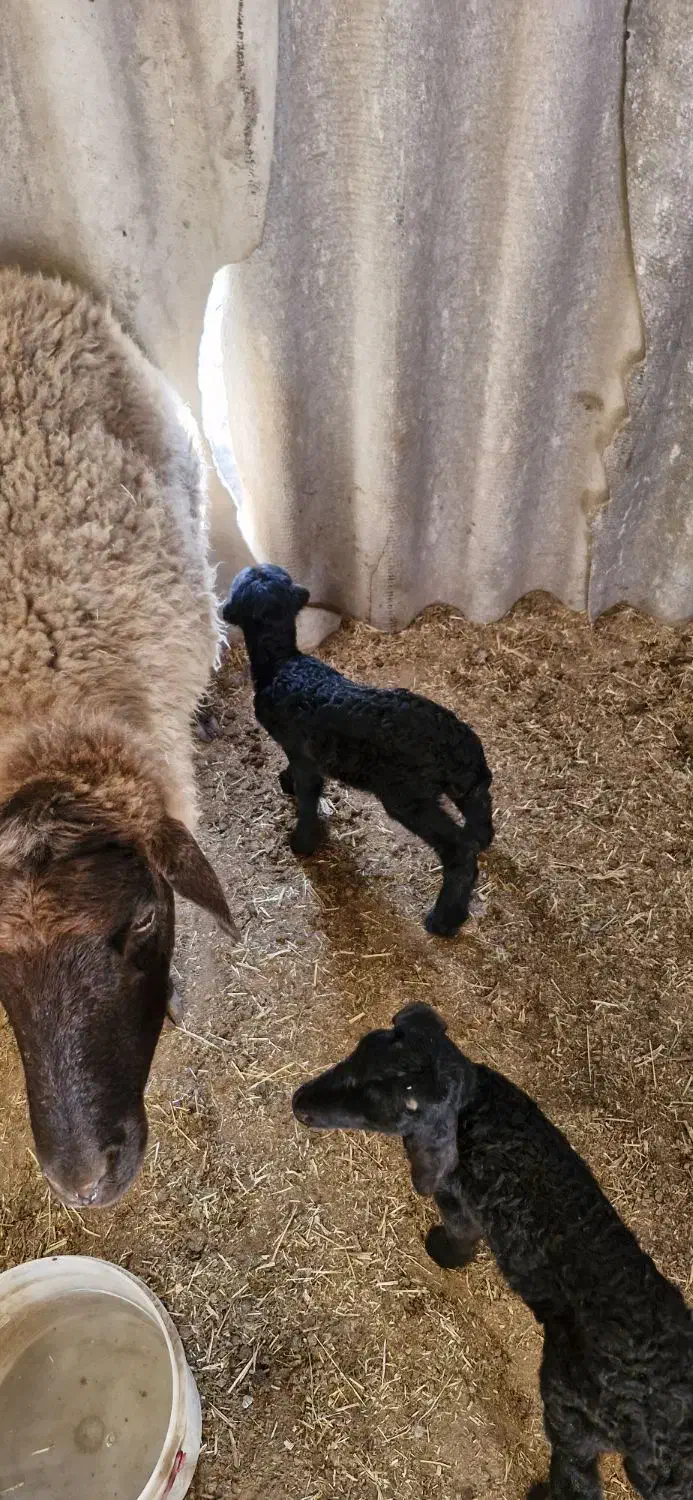 بره شیری . بره دوقل|حیوانات مزرعه|شهریار, شهرک مصطفی خمینی|دیوار