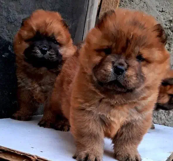 توله چاو چاو اصیل|سگ|کرمانشاه, |دیوار