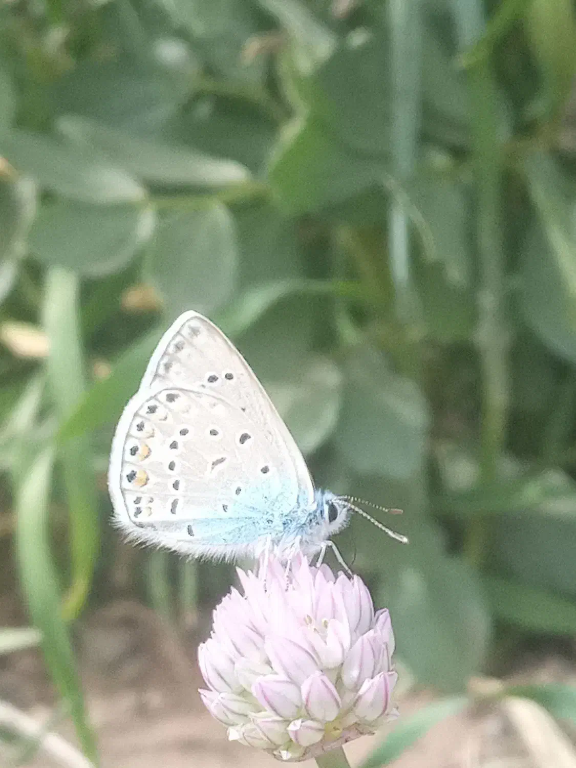 خورچین گمشده همراه باتایر فرقان|اشیا|آران و بیدگل, |دیوار