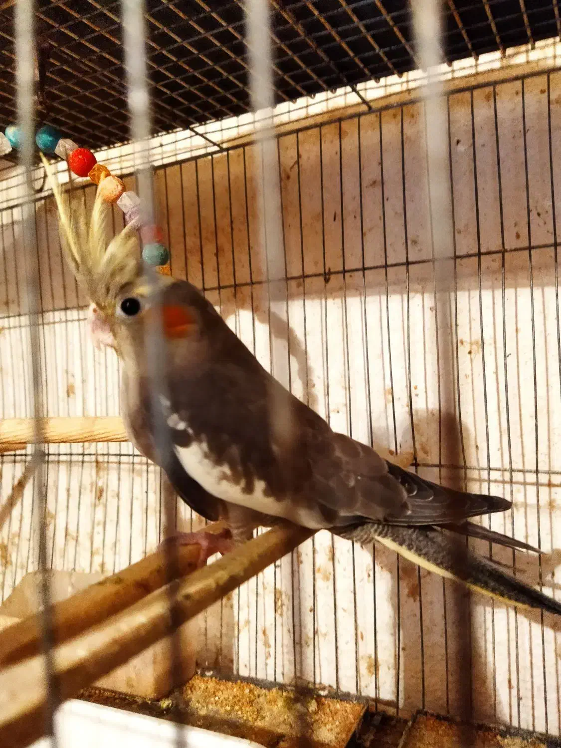 عروس هلندی ومرغ عشق انگلیسی|پرنده|علیآباد کتول, |دیوار