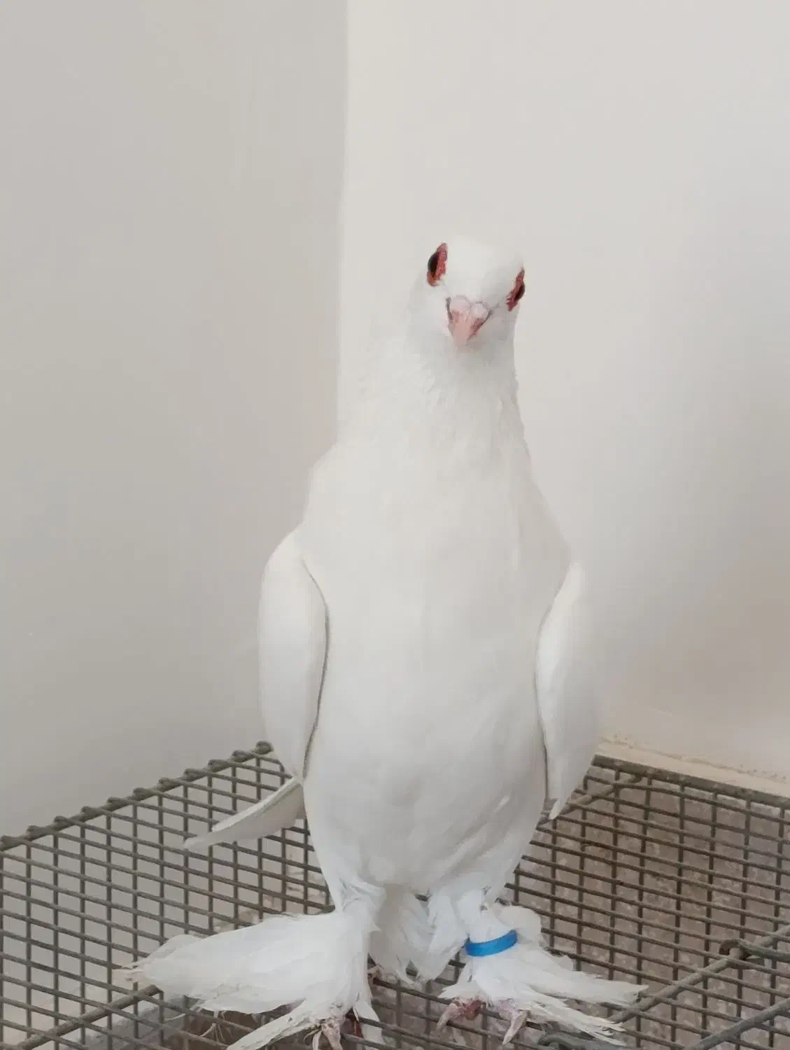 کبوتر|پرنده|تبریز, |دیوار