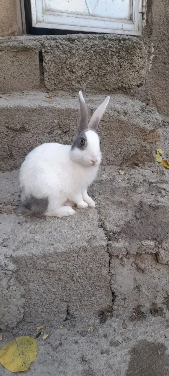 خرگوش اهلی|موش و خرگوش|ویلکیج, |دیوار