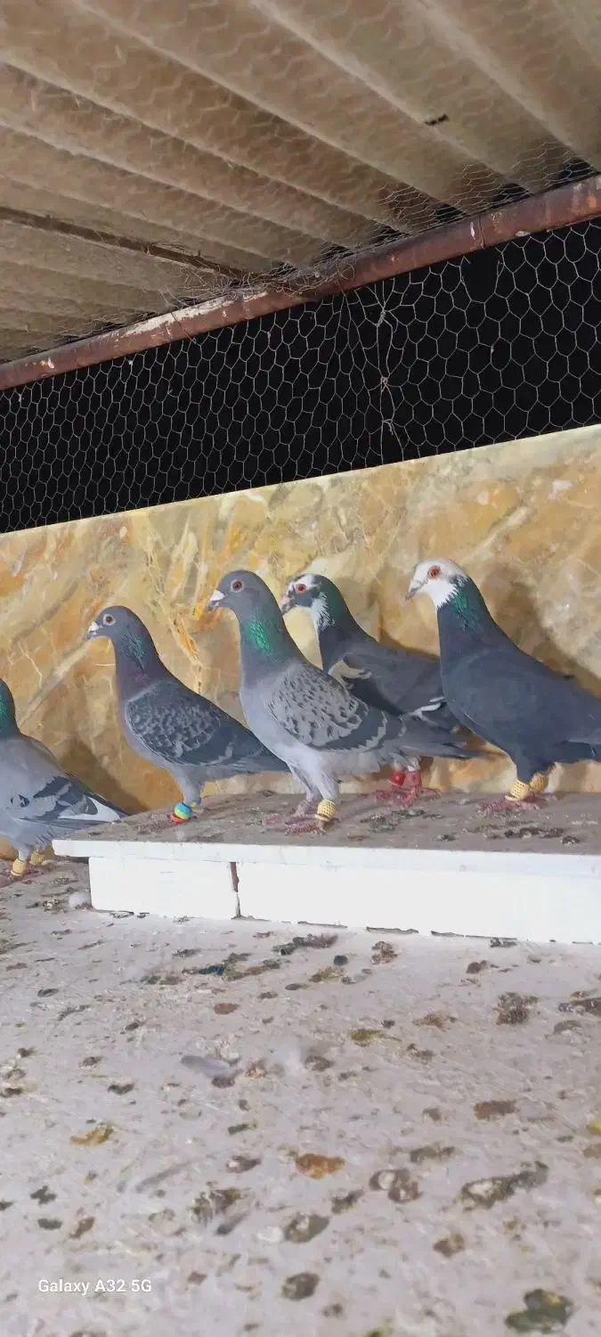 کبوتران علی خلیلی|پرنده|مشهد, انصار|دیوار