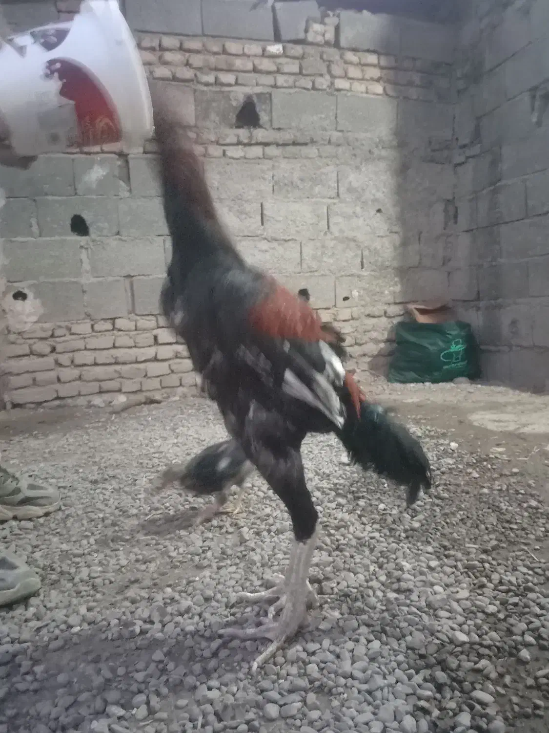 خروس لاری|حیوانات مزرعه|سنگدوین, |دیوار