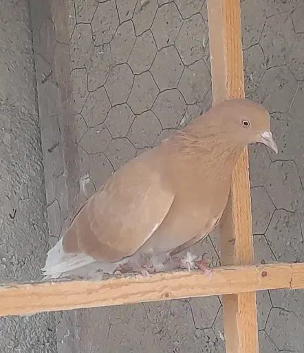 کبوتر پروازی|پرنده|فومن, |دیوار