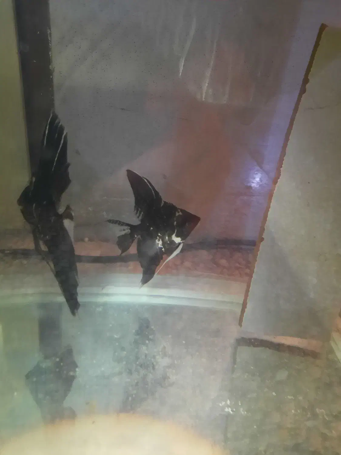 انجل|ماهی|ارومیه, |دیوار