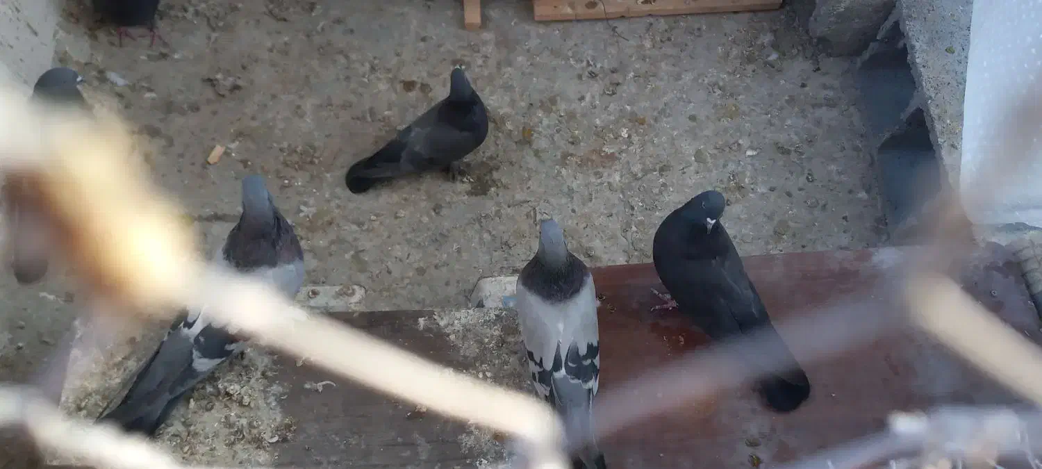 بوم کبوتر پر|پرنده|بروجن, |دیوار