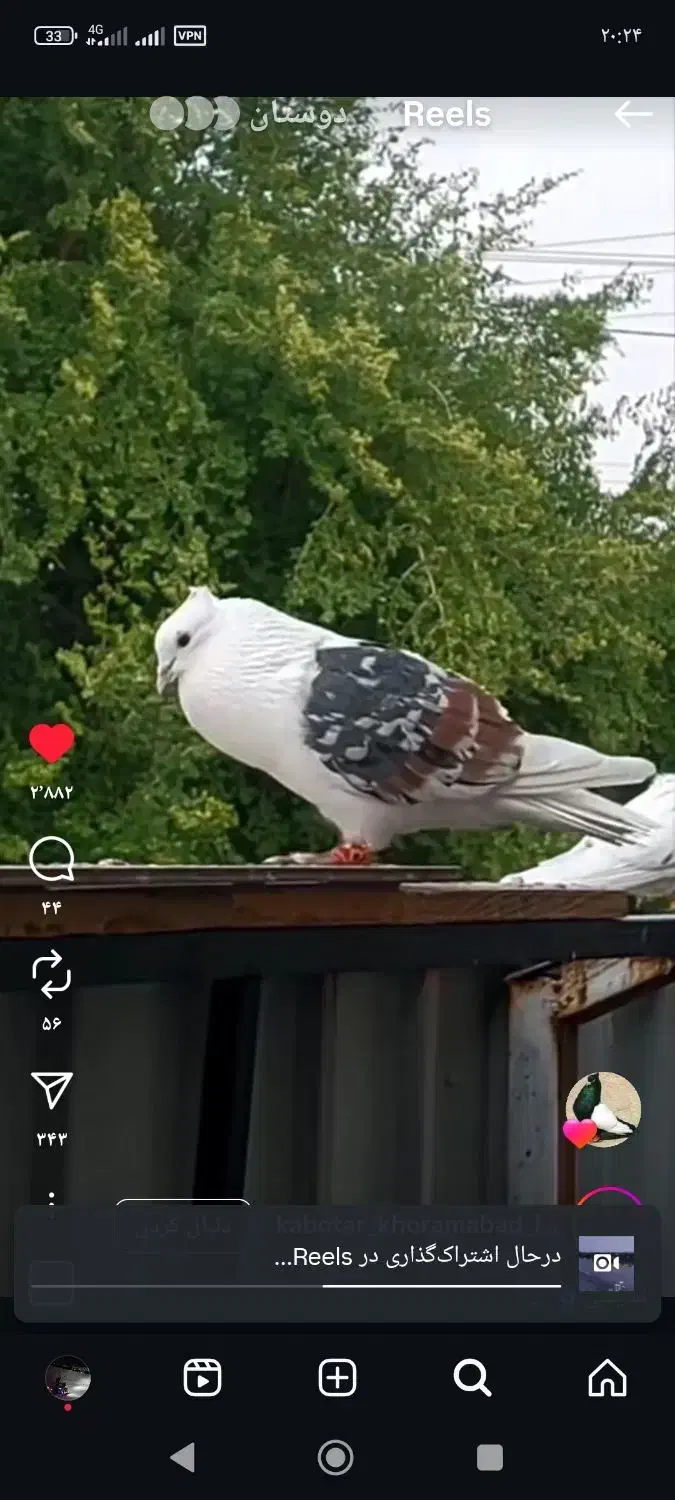 کبوتر‌گمشده|پرنده|رودهن, |دیوار