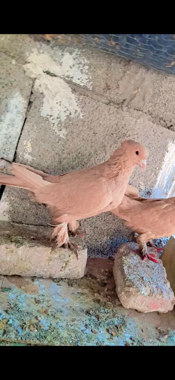 جفت زرد کلایی عطیقه. گلی|پرنده|کرمان, |دیوار