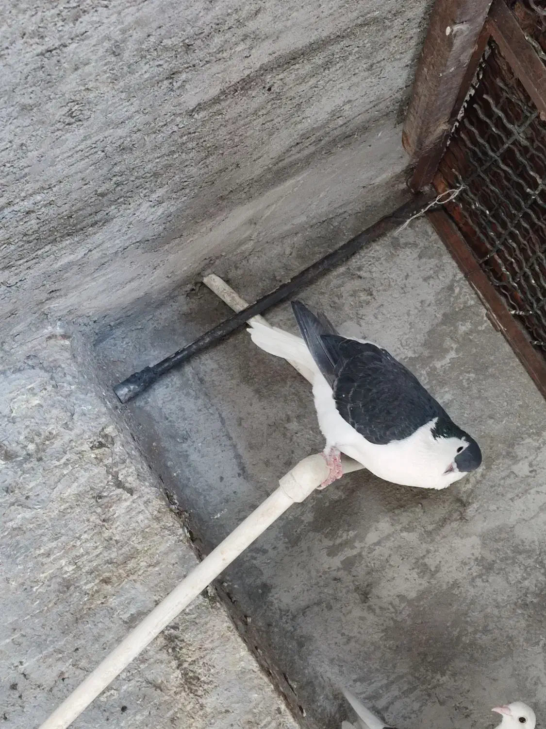 کبوتر|پرنده|سراوان, |دیوار