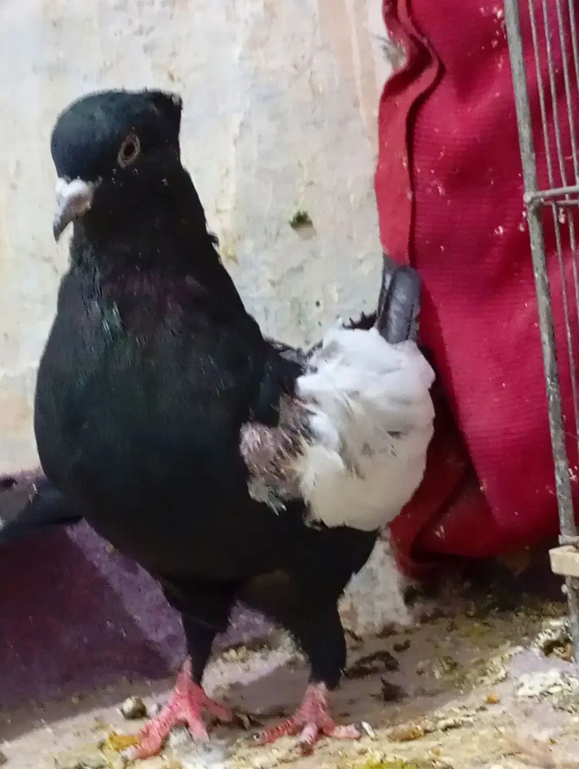 سینه تافته ای وتعداد۶عدد سینه سیاه فوق العاده|پرنده|مرودشت, ابوذر شمالی|دیوار