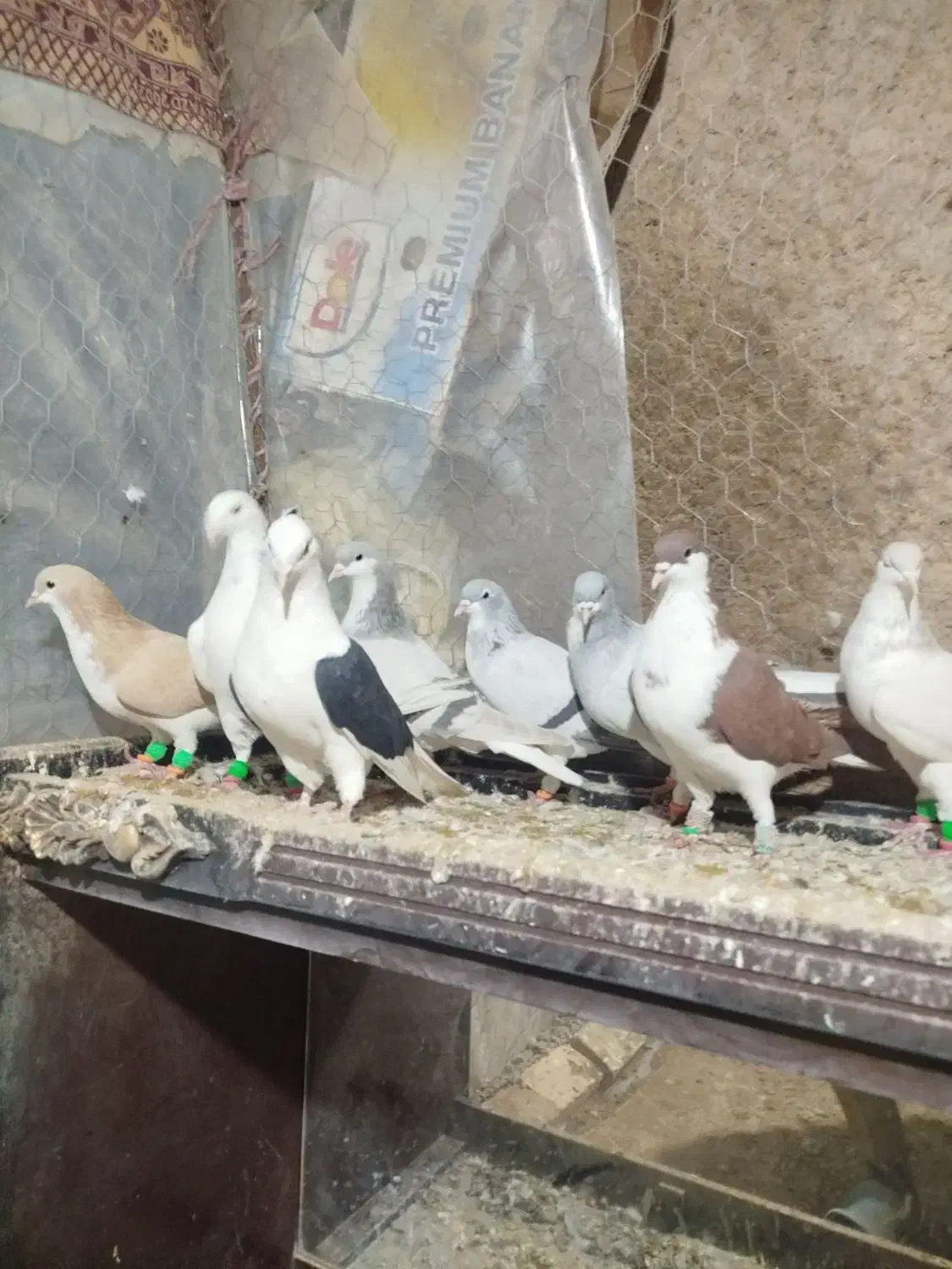 کبوتر رنگی|پرنده|بشاریات, |دیوار