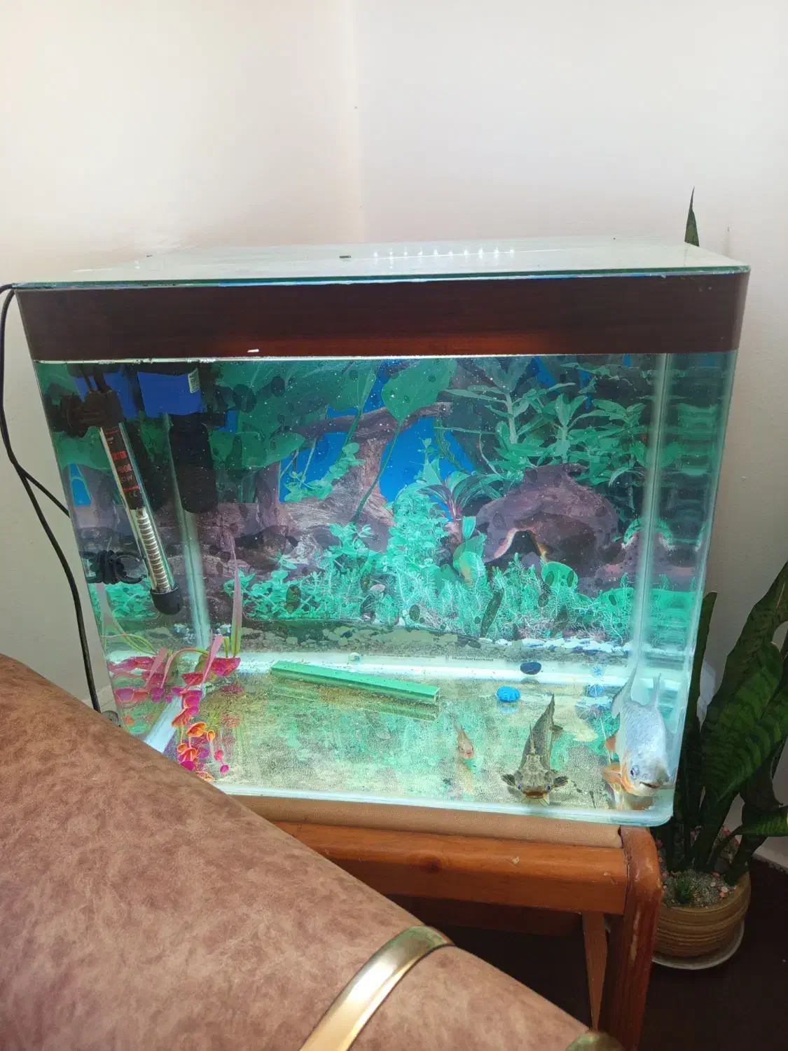 اکواریوم گوشت خوار|ماهی|سنندج, |دیوار