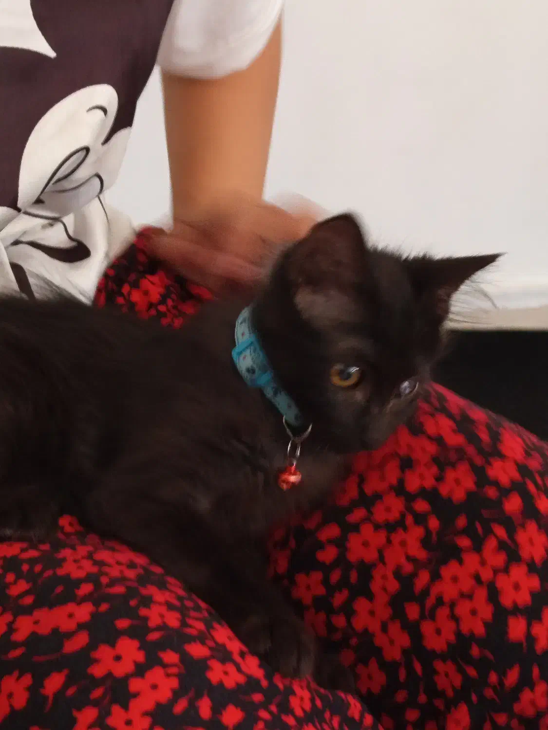 رایگان واگذاری|گربه|هشتگرد, فاز ۲ مهستان|دیوار