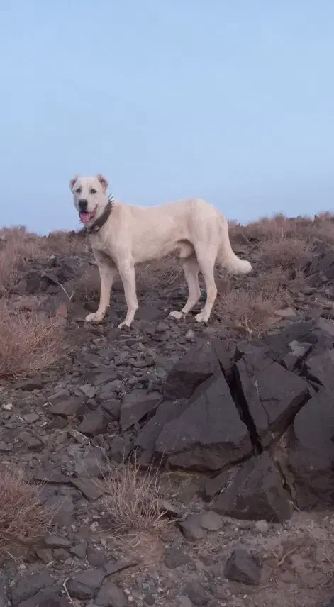 سگ گله|سگ|سبزوار, رباط|دیوار